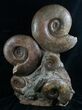 Lytoceras & Hammatoceras Ammonite Sculpture - #7990-5